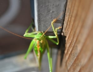 green grasshopper in closeup photography thumbnail