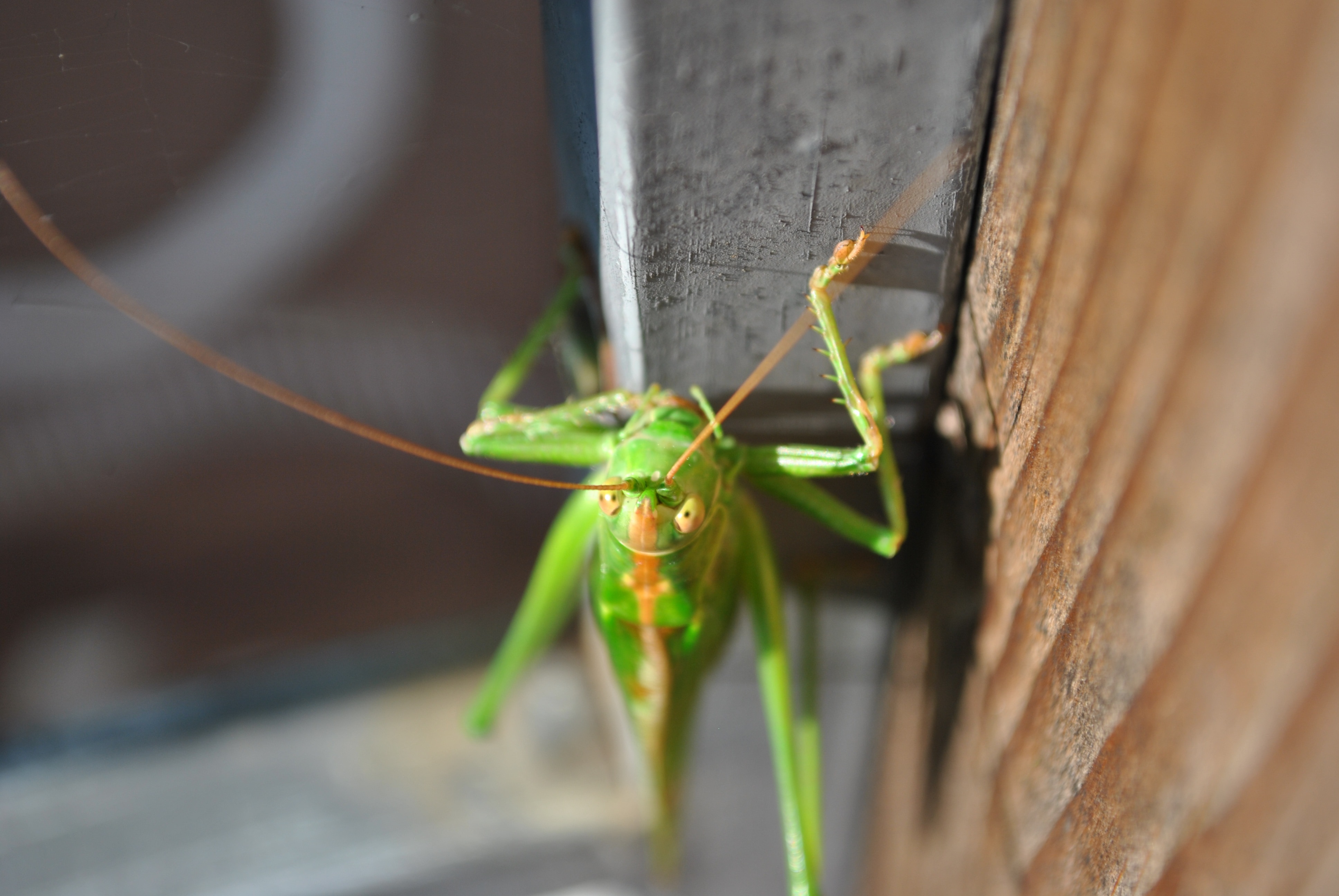 green grasshopper in closeup photography