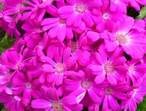 Blossom, Plant, Bloom, Flowers, Gerbera, flower, pink color thumbnail