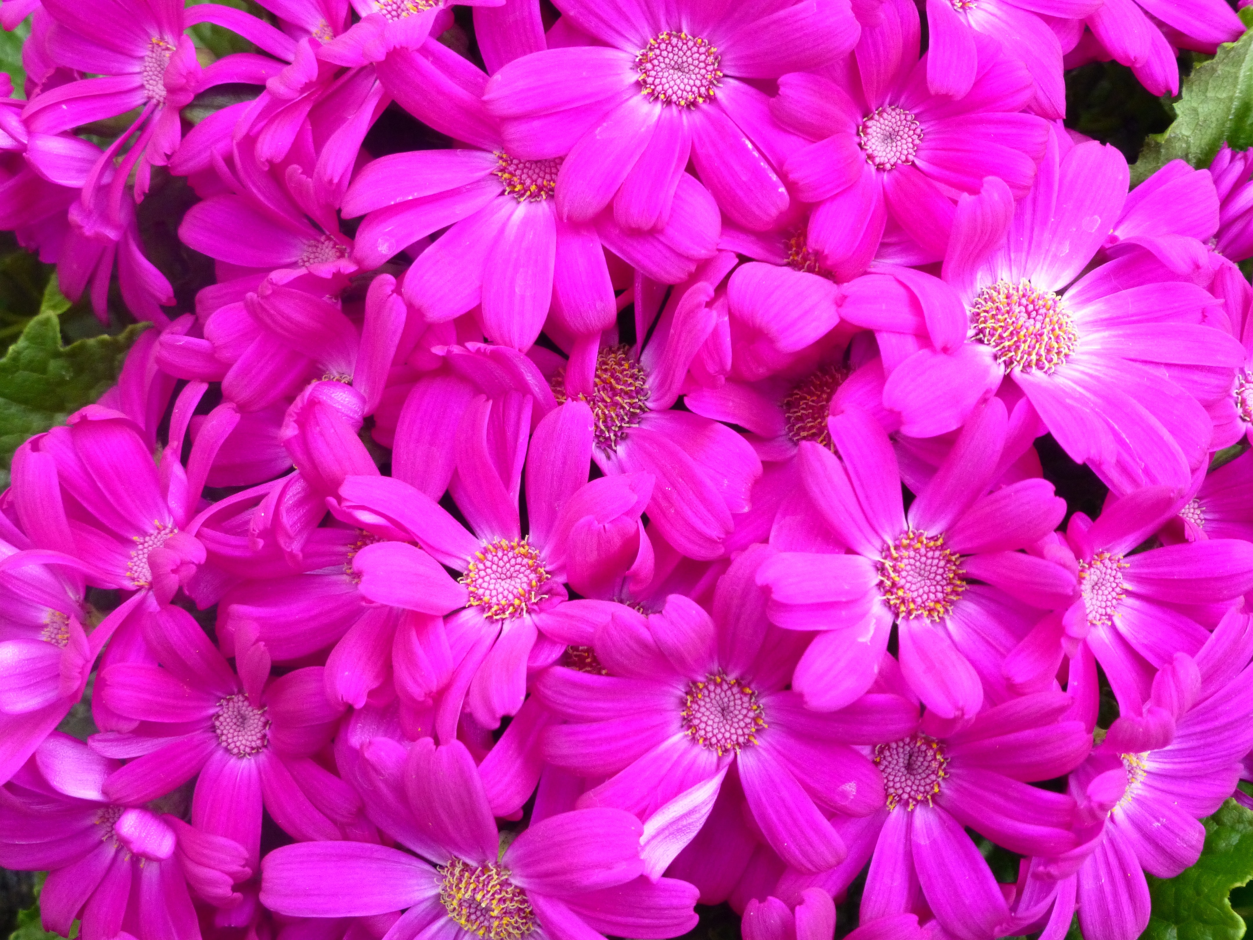 Blossom, Plant, Bloom, Flowers, Gerbera, flower, pink color