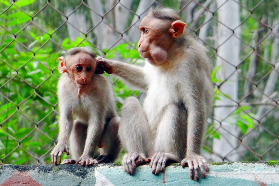 two gray monkeys preview