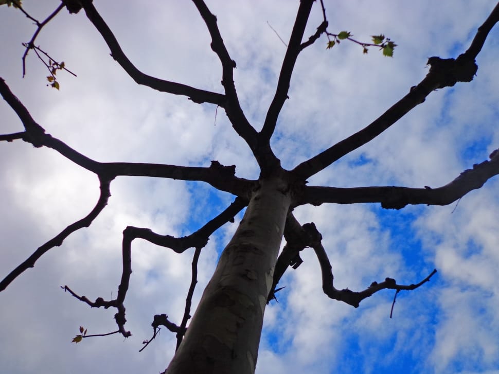 low angle photo of bare tree under blue sky and white clouds preview