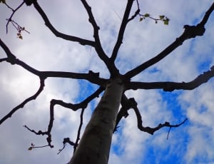 low angle photo of bare tree under blue sky and white clouds thumbnail