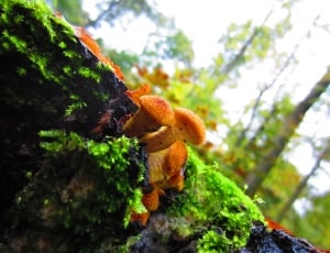 orange mushroom thumbnail