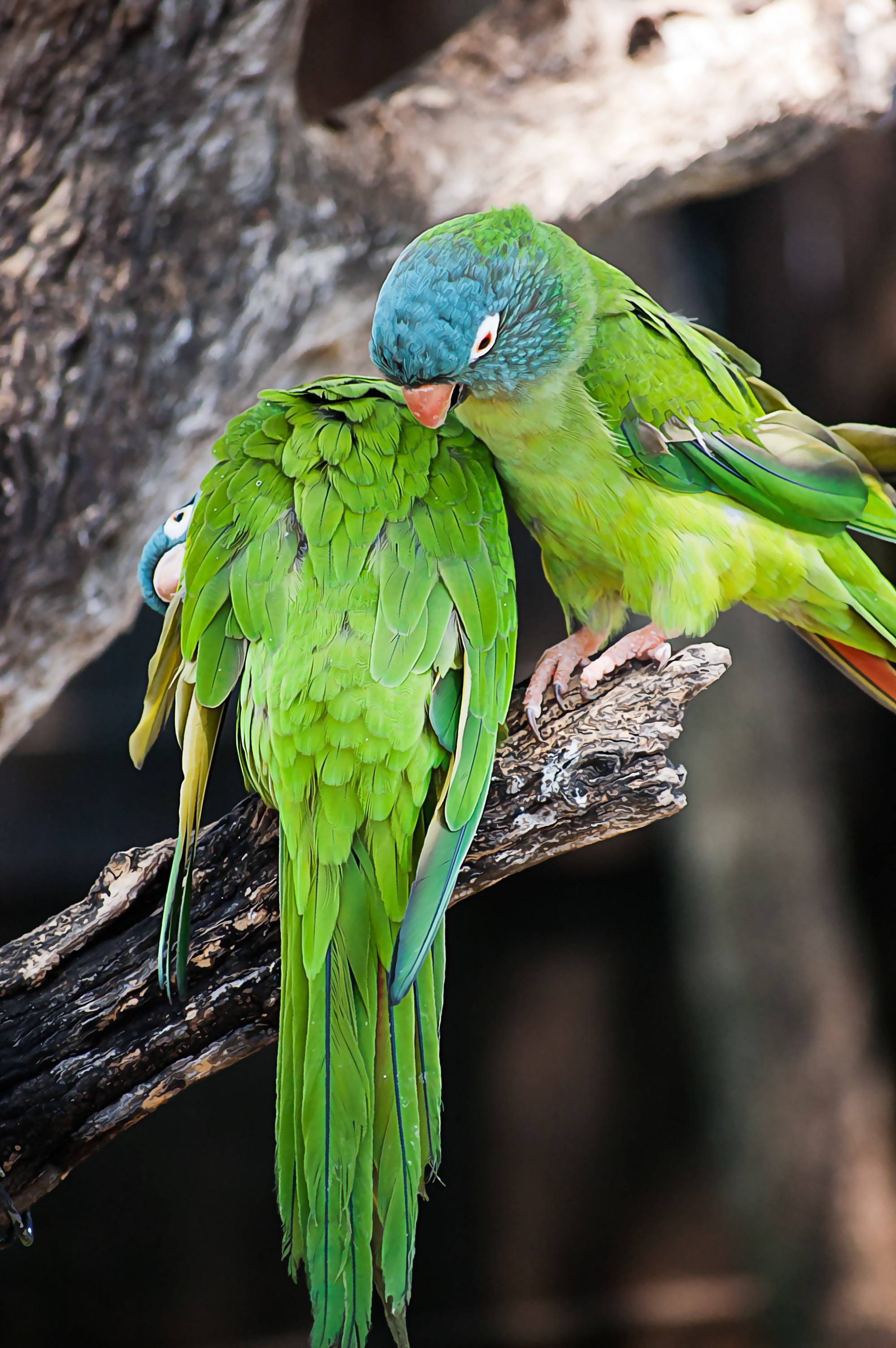 two green-and-blue parakeets perching on tree