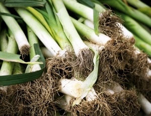 Leeks, Roots, Garden, Food, Green, vegetable, organic thumbnail