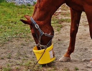 brown horse with plastic bucket thumbnail