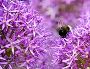 honeybee on purple petaled flower thumbnail