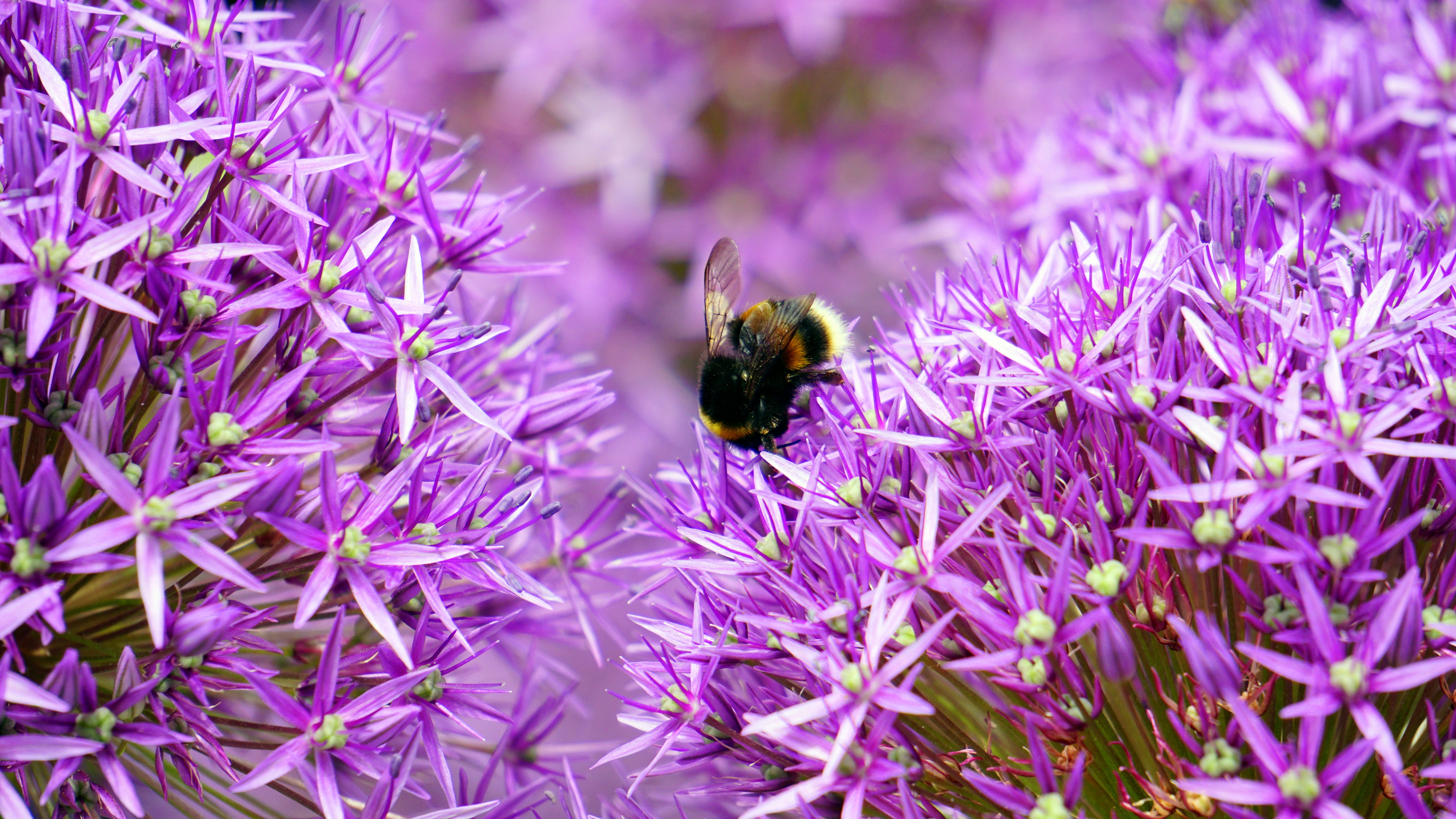 honeybee on purple petaled flower