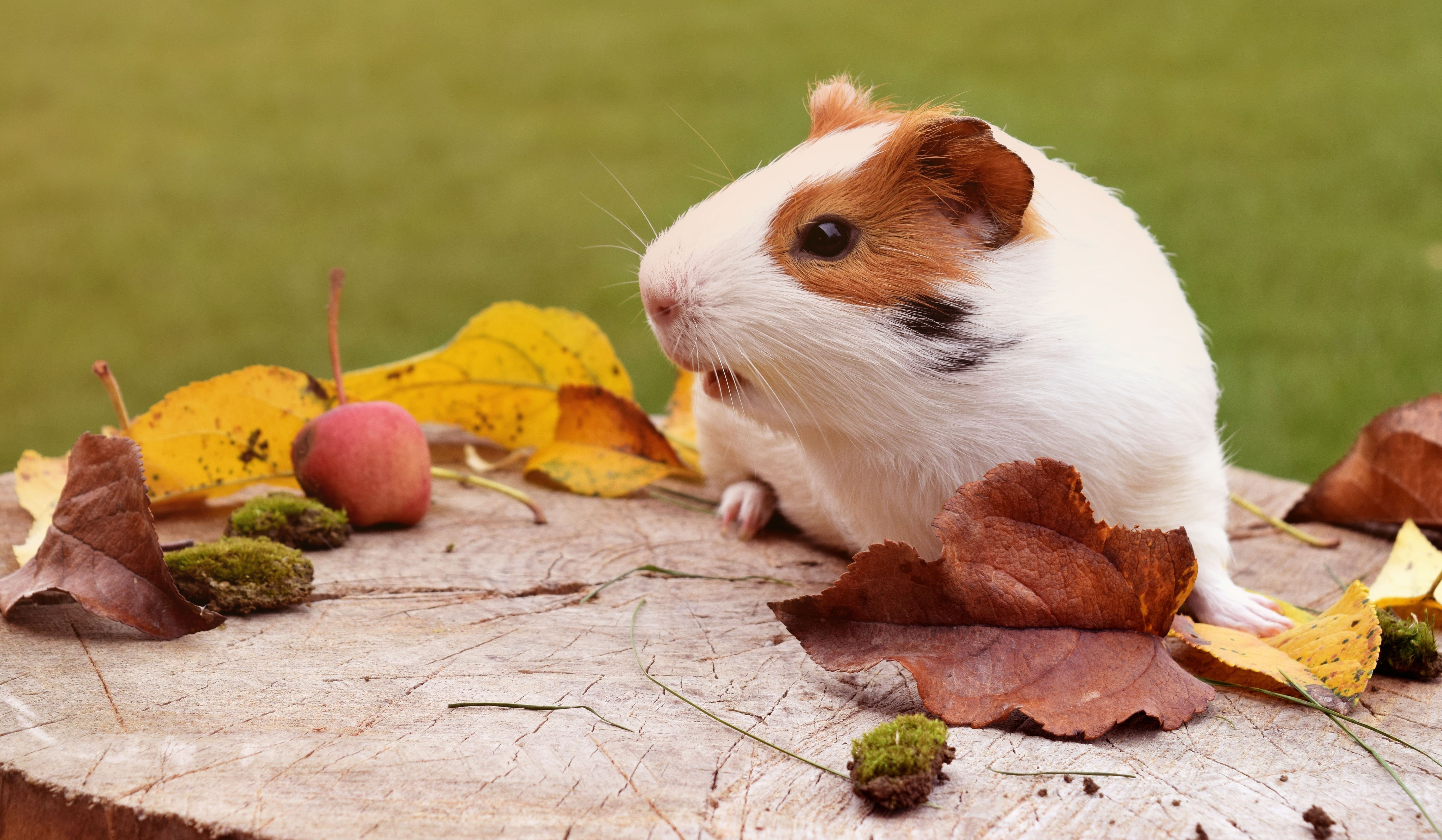 white and brown hamster