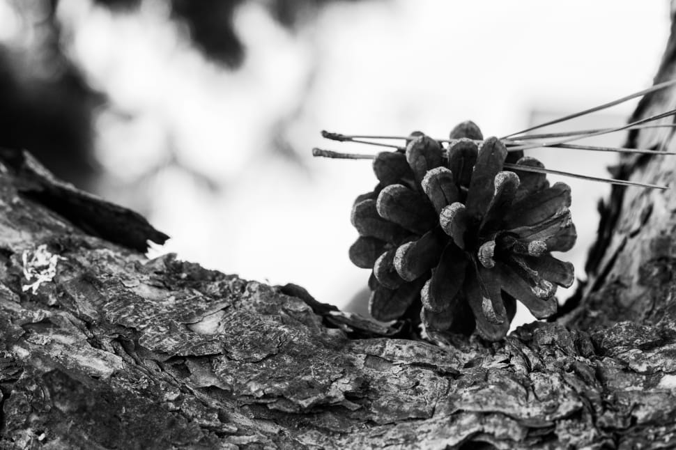 greyscale photo of pine cone preview