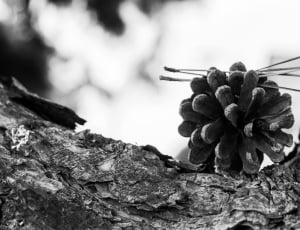 greyscale photo of pine cone thumbnail