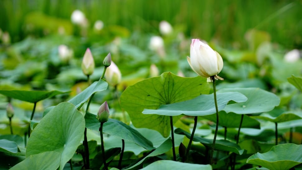 white lotus preview