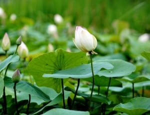 white lotus thumbnail