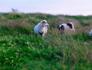 2 sheep and black and white short coated dog thumbnail