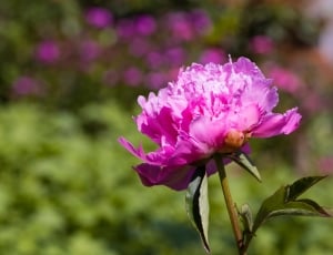 pink petal clustered flower thumbnail