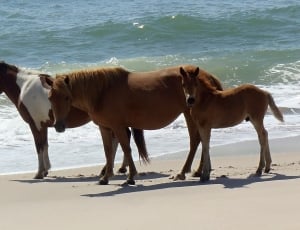 three brown and white horse on seashore thumbnail