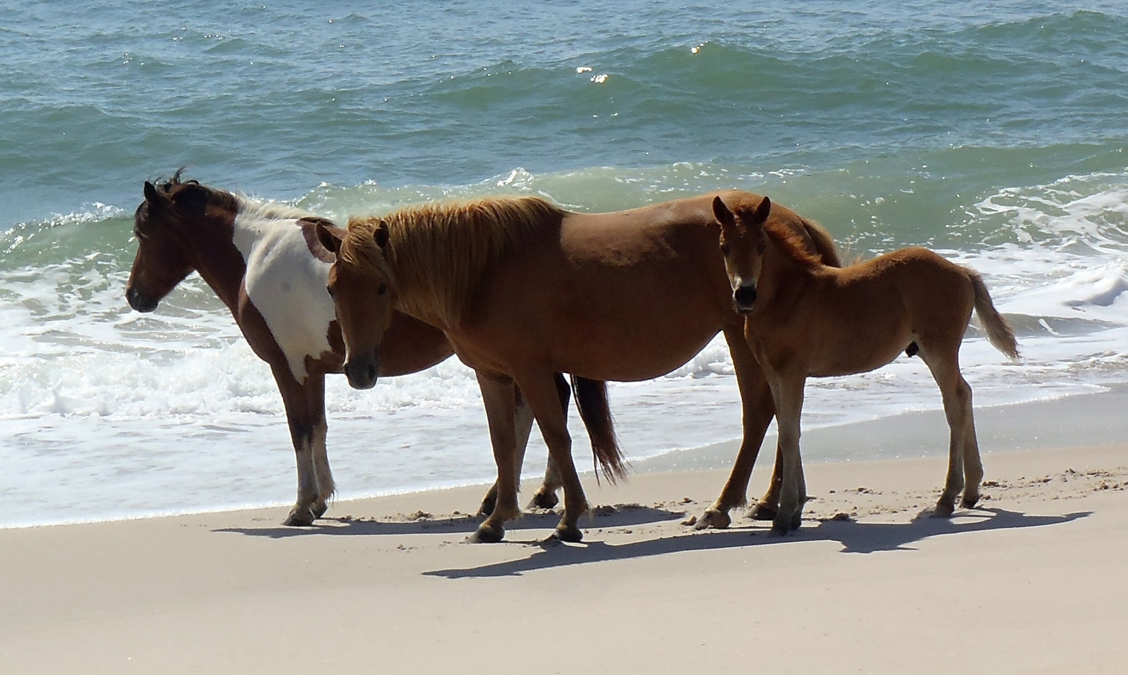 three brown and white horse on seashore