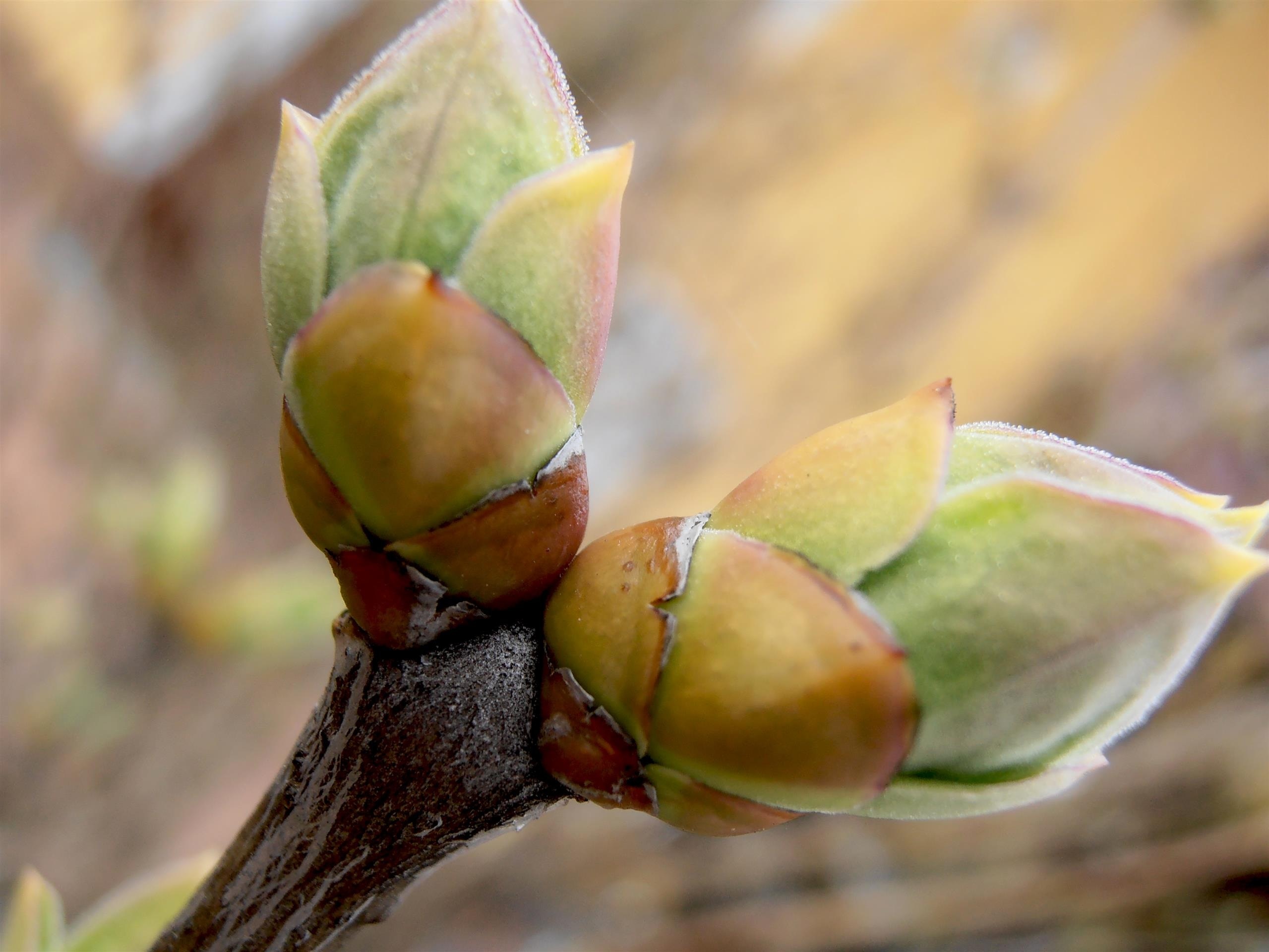 close-up photo of green petaled flower