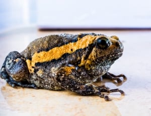 black and brown frog thumbnail