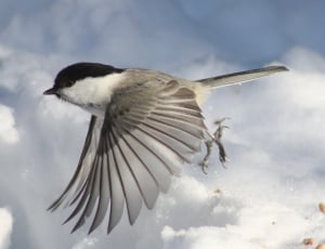 gray white and black short beak bird thumbnail