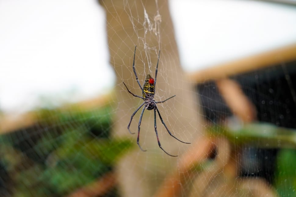 orchard spider preview