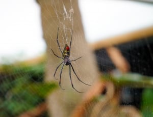 orchard spider thumbnail