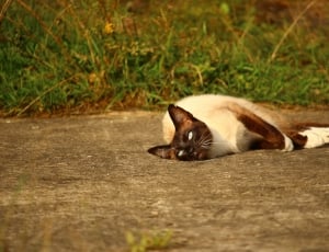 siamese cat lying on ground thumbnail