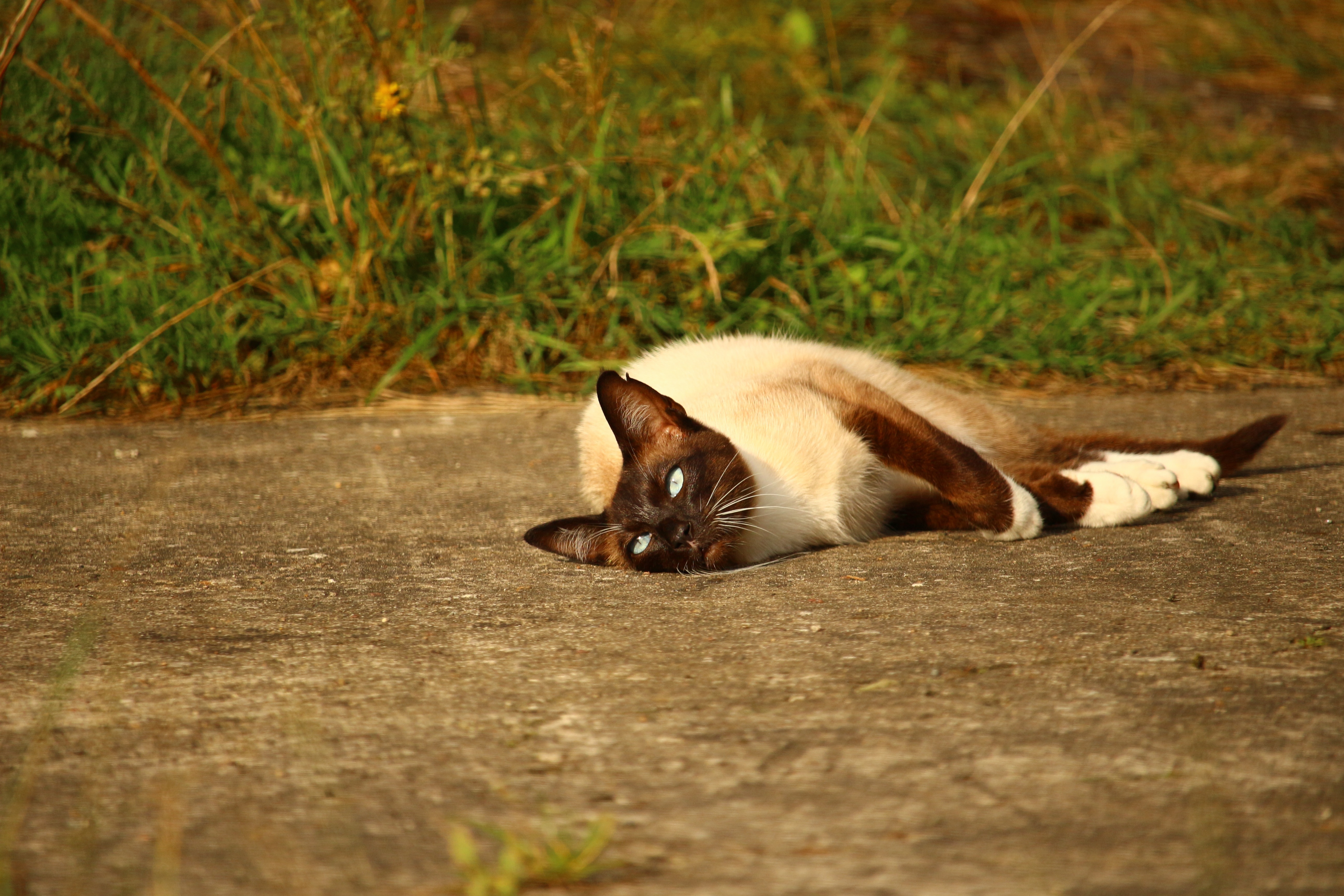 siamese cat lying on ground