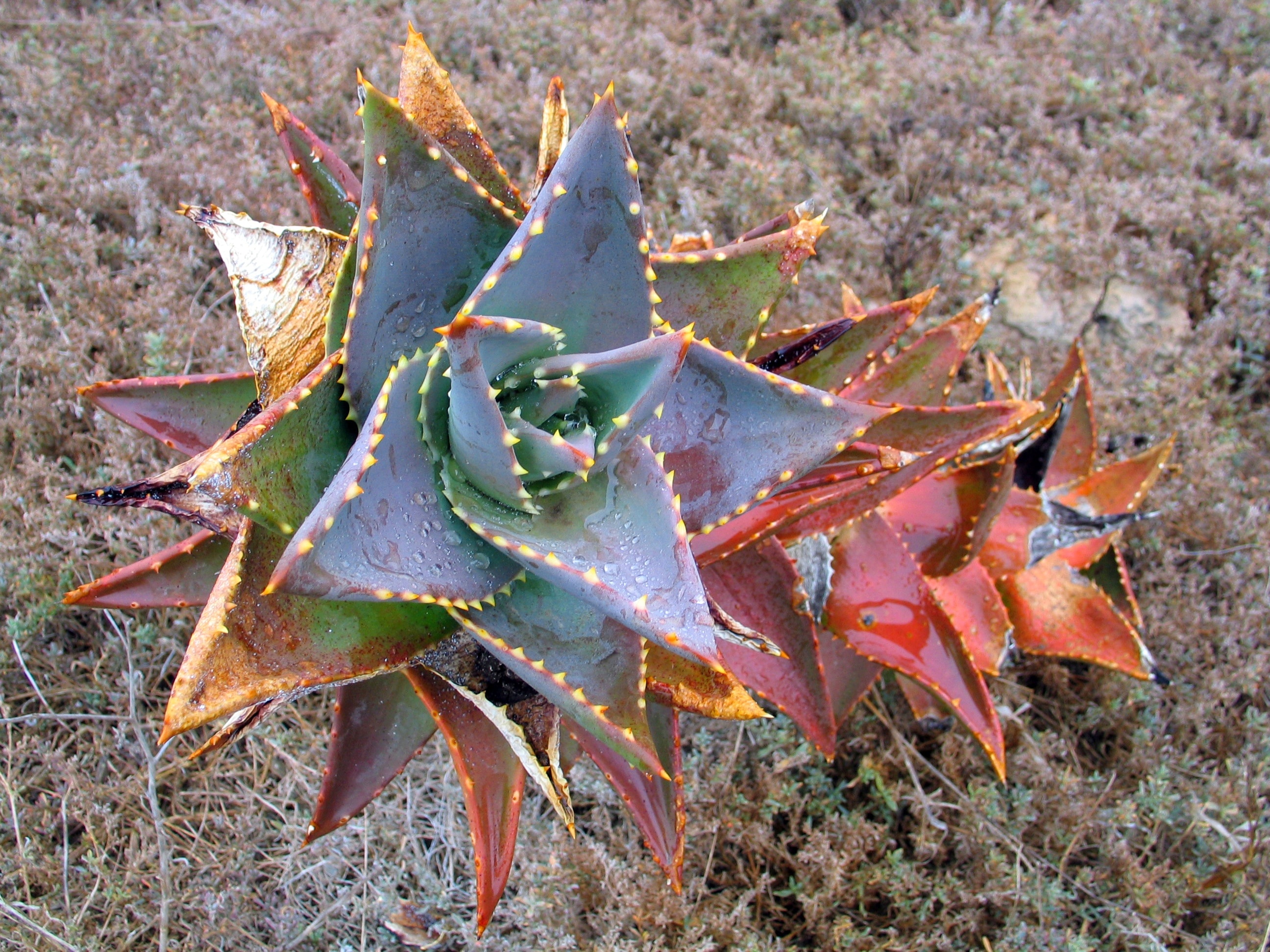 green and red succulents plant