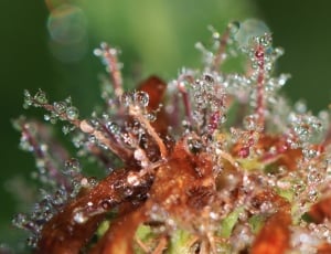 Dew, Drip, Drop Of Water, Dewdrop, Water, one animal, nature thumbnail