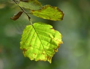 green leaf thumbnail
