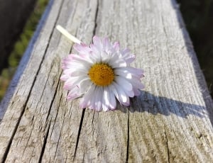 Summer Flowers, Wood, Wild Flowers, flower, wood - material thumbnail