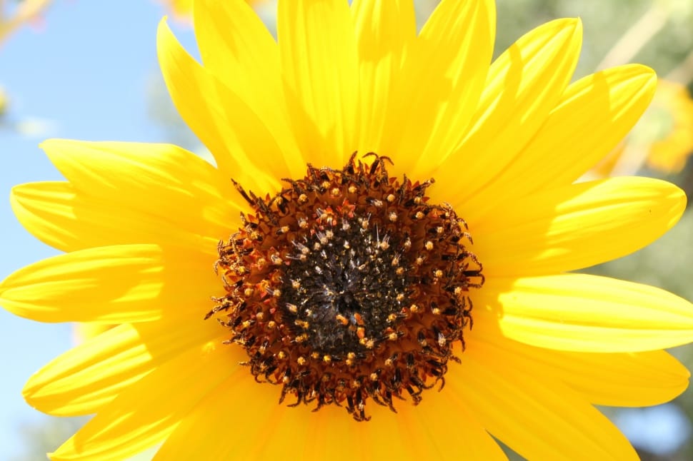 closeup photography of sunflower preview