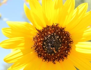 closeup photography of sunflower thumbnail