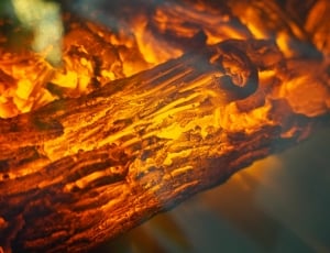 close up photo of firewood thumbnail