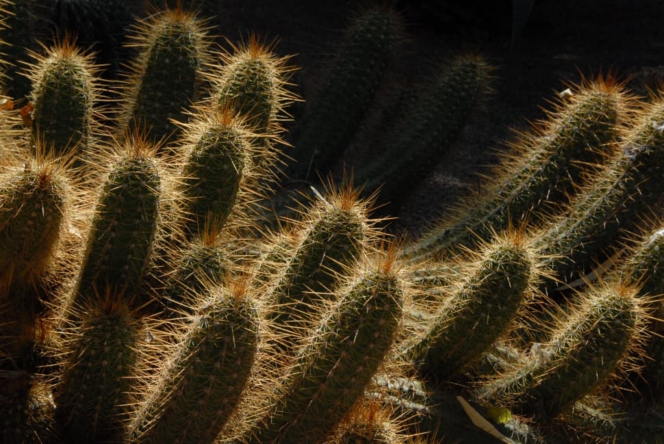 green and brown cactus plant preview