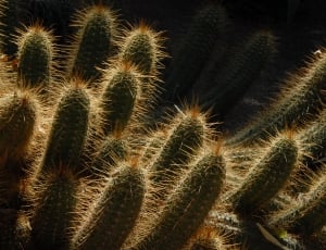 green and brown cactus plant thumbnail