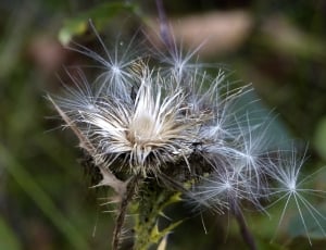 Thistle, Wild Plant, Withered, Meadow, flower, fragility thumbnail
