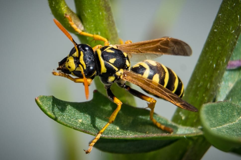 Nature, Wasp, Close, Animal, Insect, insect, animals in the wild preview