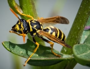 Nature, Wasp, Close, Animal, Insect, insect, animals in the wild thumbnail
