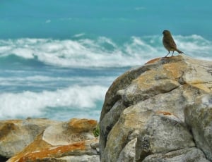 brown bird perched on rock during daytime thumbnail