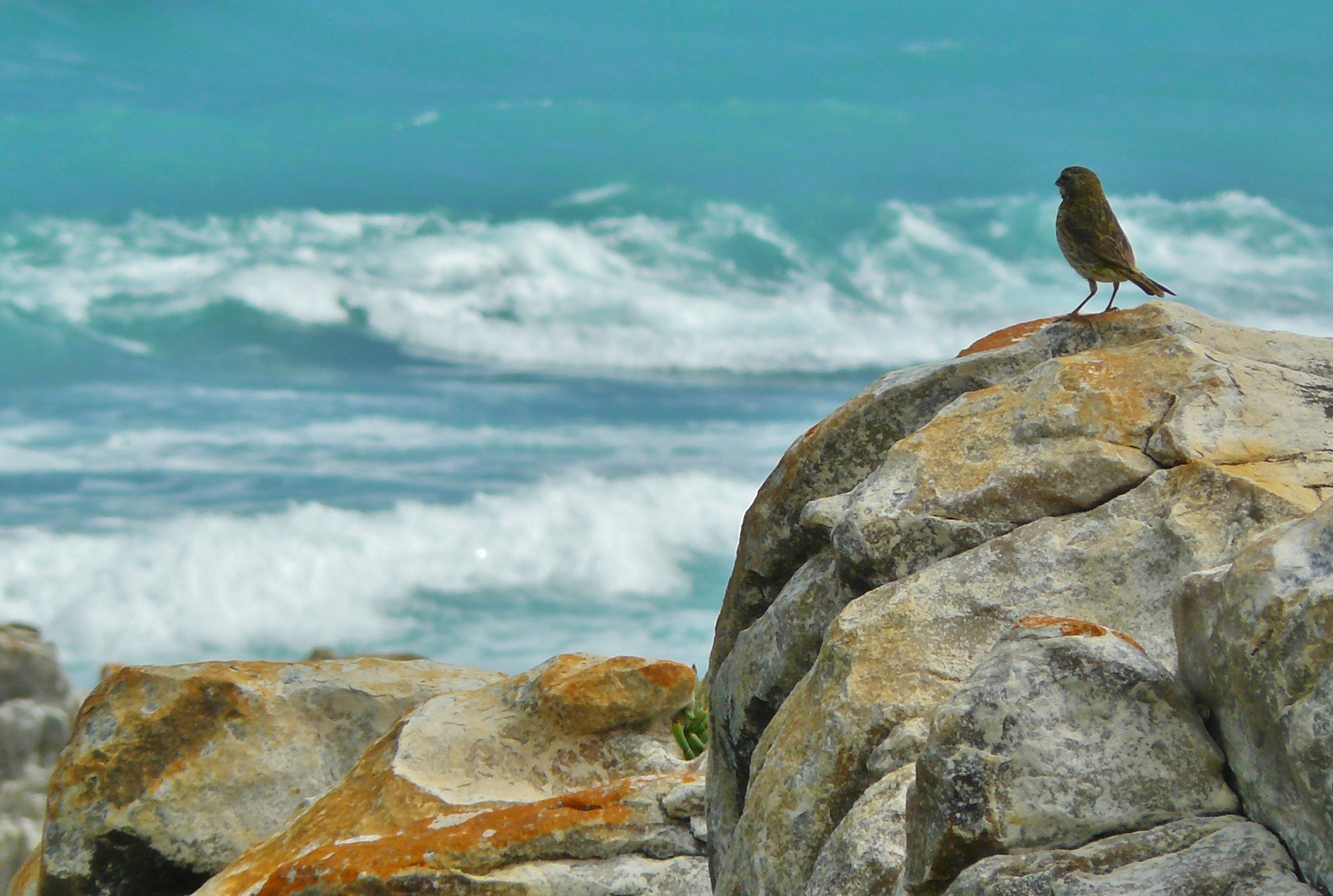 brown bird perched on rock during daytime