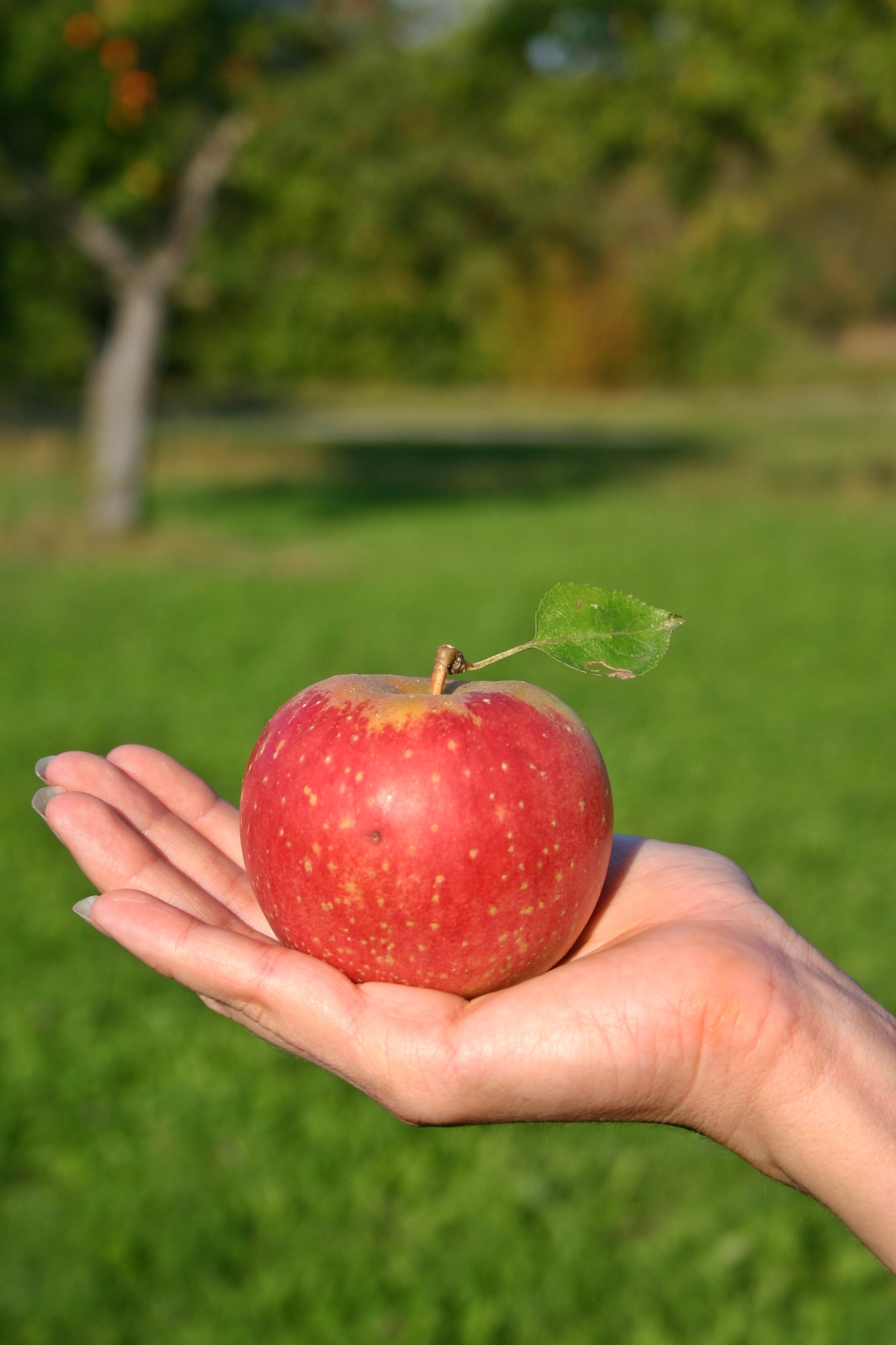 Ловить яблоко