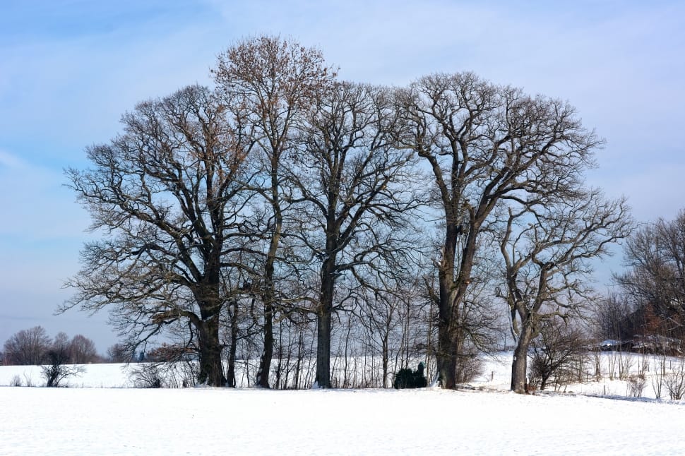 assorted bare trees on snow covered fields during daytime preview