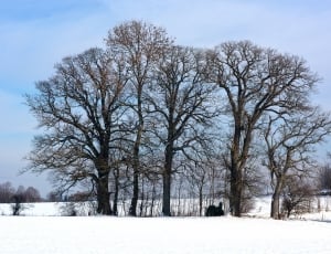 assorted bare trees on snow covered fields during daytime thumbnail