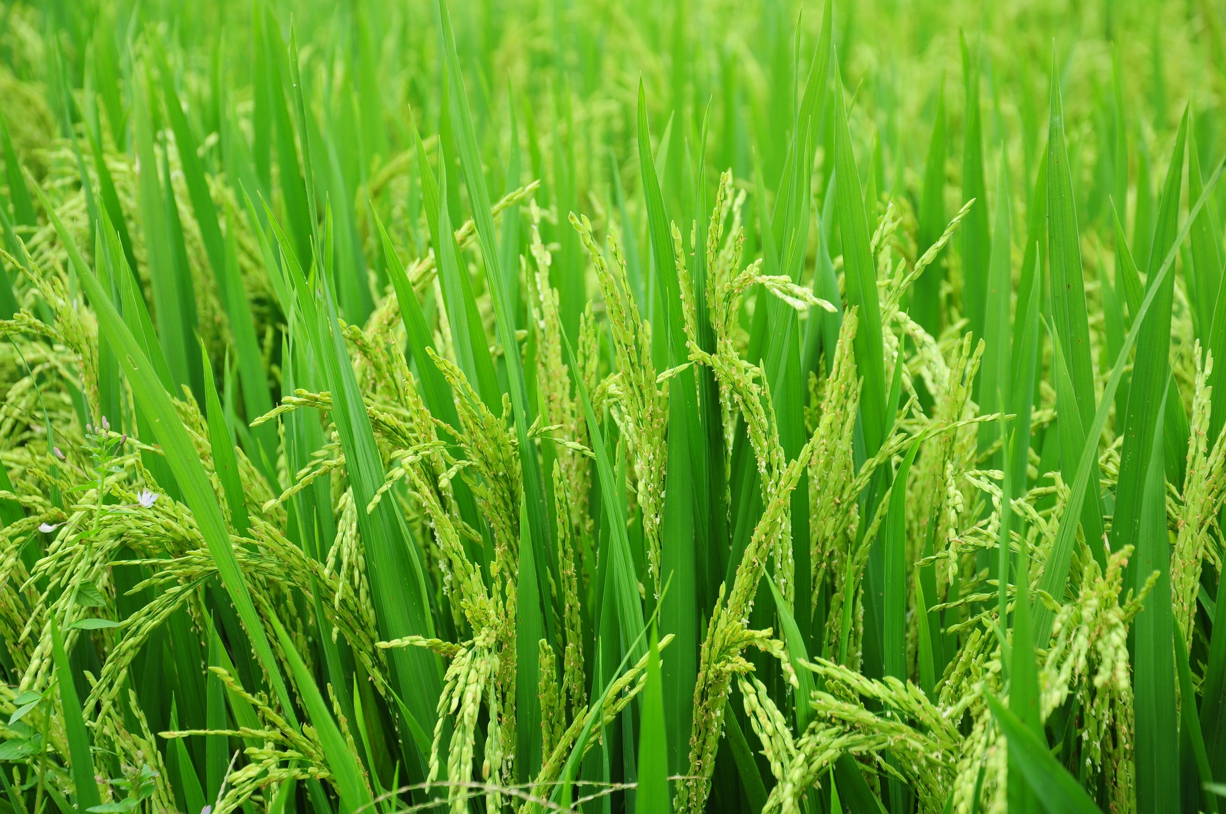 green rice plant field