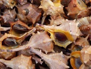 beige sea shells thumbnail