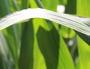 Field, Cornfield, Corn, Leaves, green color, growth thumbnail