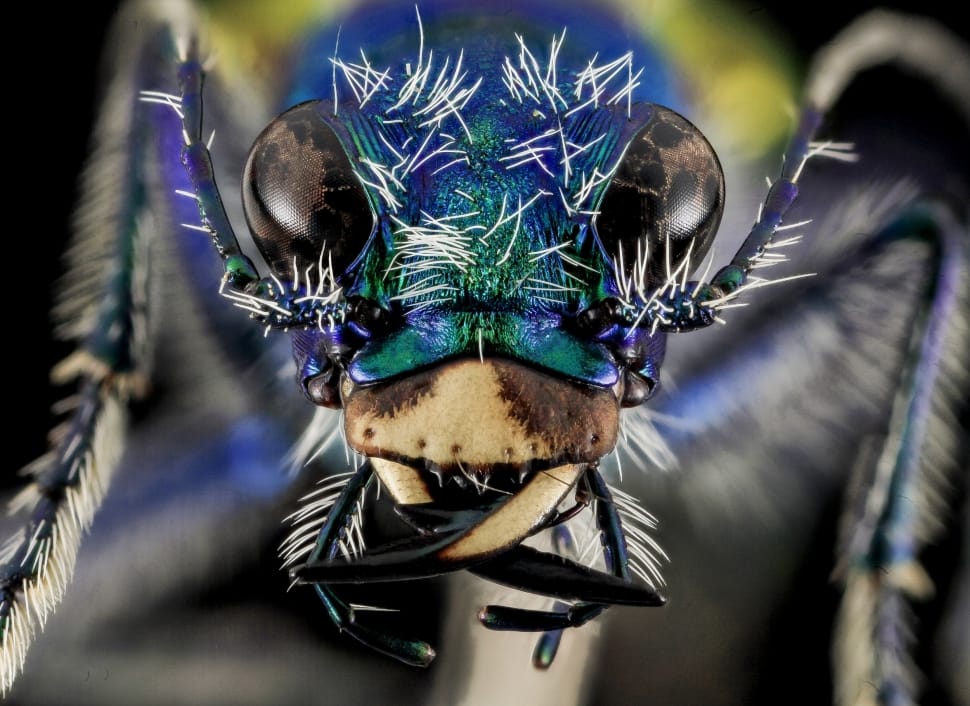 macro photo of a blue ant preview